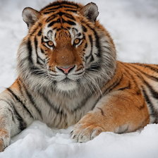 Оригинал схемы вышивки «тигр на снегу» (№556314)