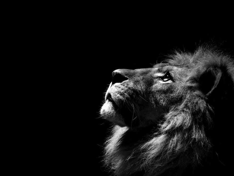 царь зверей - монохром, животные, лев - оригинал