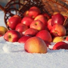 Схема вышивки «яблоки на снегу»