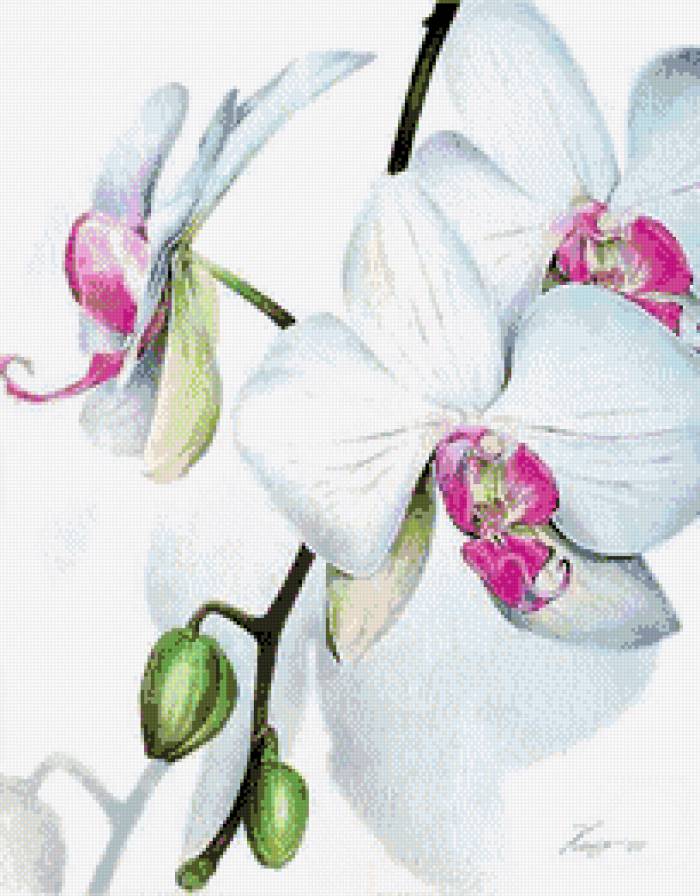 Орхидеи Константин Павел - предпросмотр