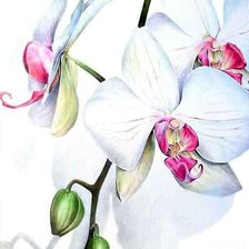 Оригинал схемы вышивки «Орхидеи Константин Павел» (№557694)