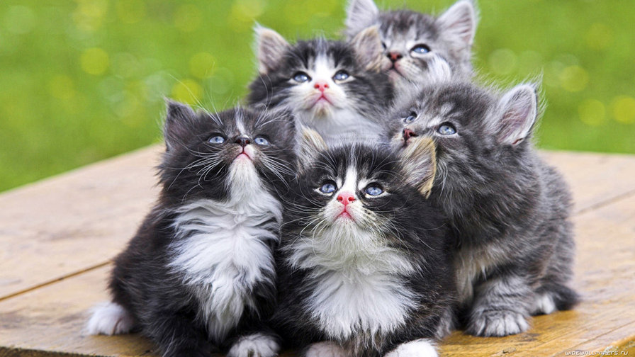 котята милашки - коти, животные - оригинал