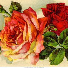 Оригинал схемы вышивки «розы» (№559003)
