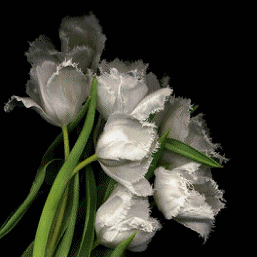 Белые тюльпаны. - нежность, тюльпаны, букет, цветы - предпросмотр