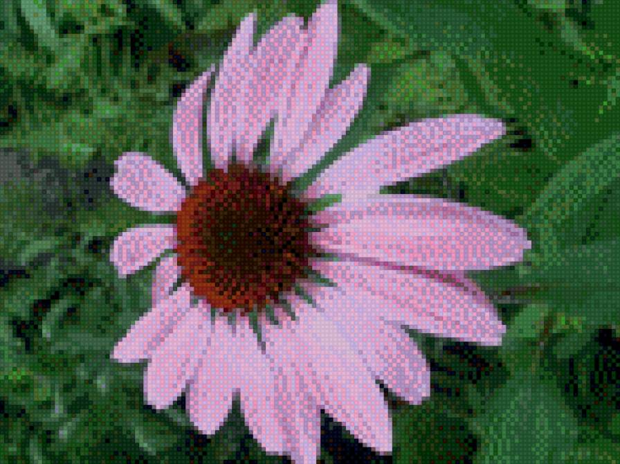 цветок рудбекия - природа, сад, цветы - предпросмотр