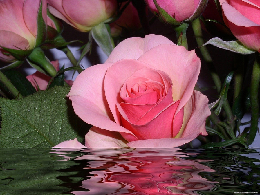 Роза в воде - цветы, роза, пейзаж - оригинал