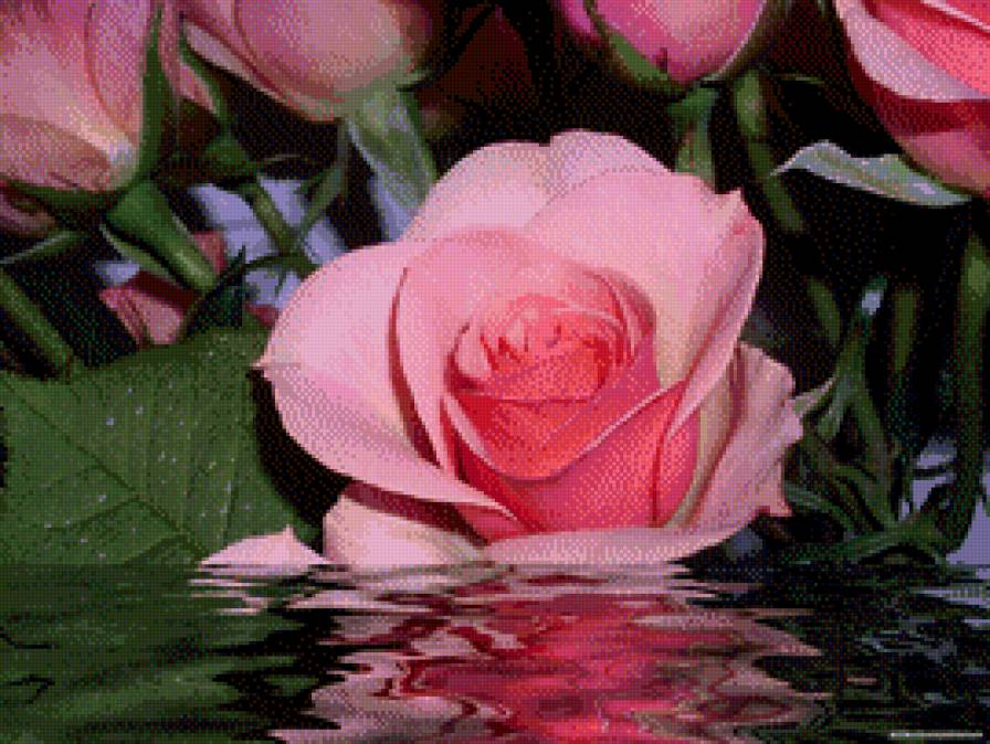 Роза в воде - роза, пейзаж, цветы - предпросмотр