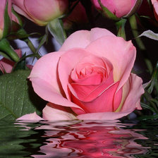 Роза в воде