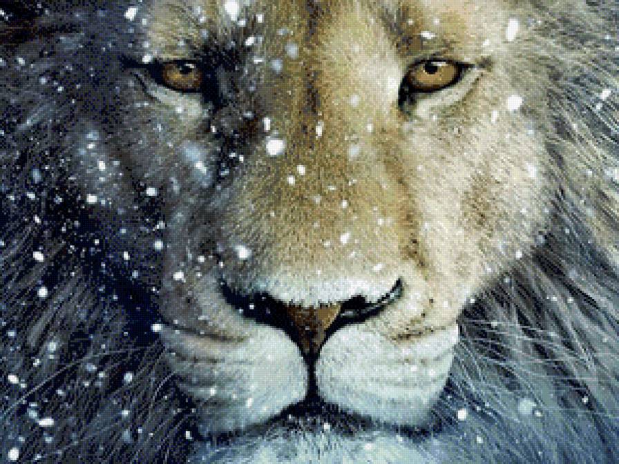 белый лев - природа, тигр, царь зверей, саванна, хищники, дикие кошки, лев - предпросмотр