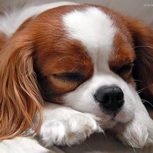 Схема вышивки «спящий щенок»