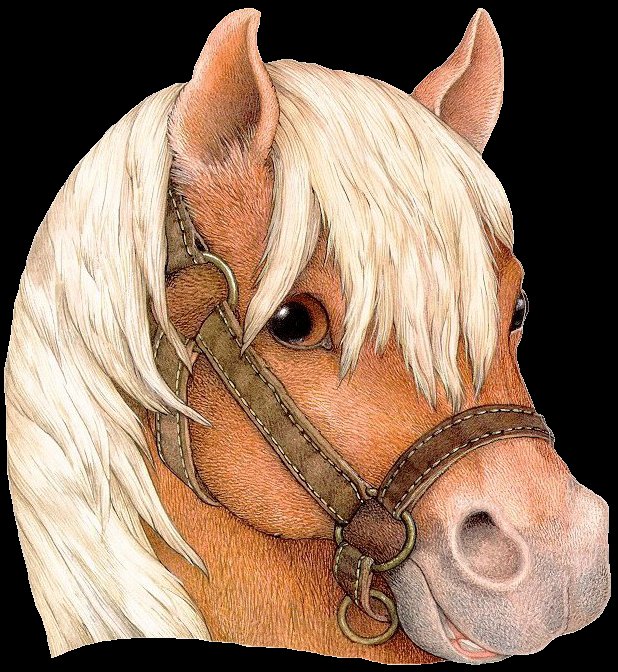 №560326 - лошадь, животные - оригинал