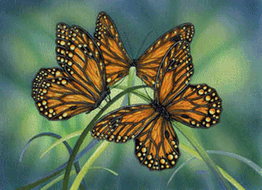 Трио - бабочки - предпросмотр