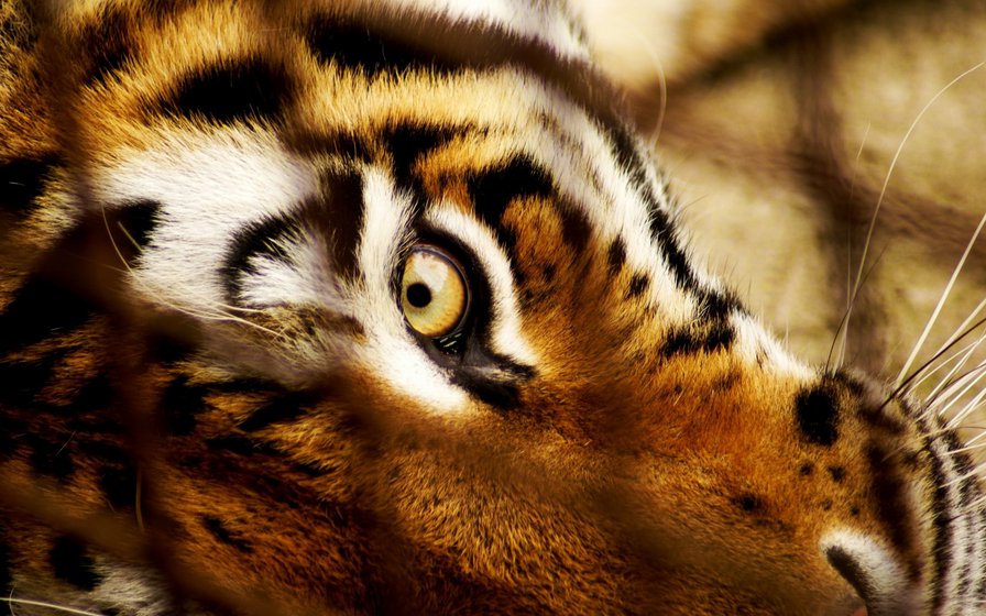 тигр - морда, глаз, хищник, тигр, взгляд - оригинал