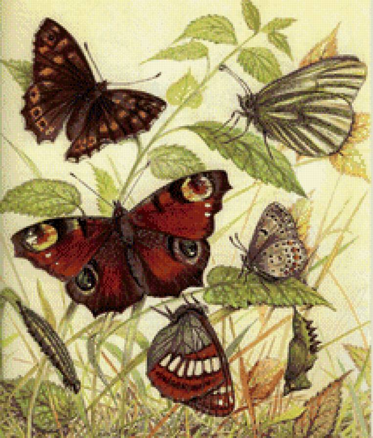 бабочки - природа, бабочки, пано, цветы - предпросмотр