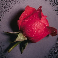 Оригинал схемы вышивки «роза» (№562531)