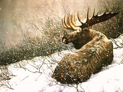 сохатый на отдыхе - снег, природа, лось, зима, животные, олени - оригинал