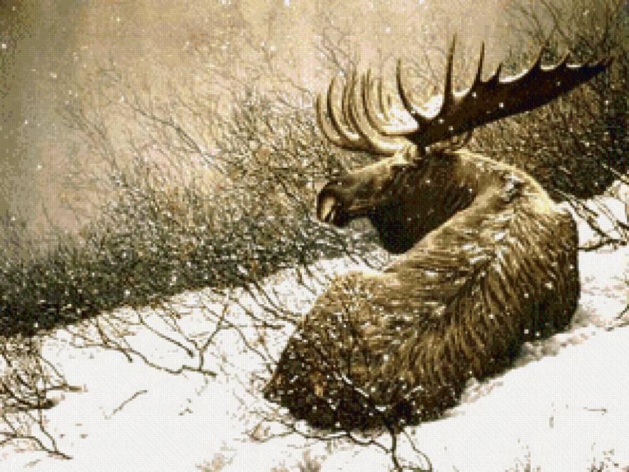 сохатый на отдыхе - снег, зима, олени, животные, природа, лось - предпросмотр