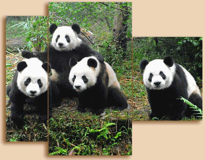 №563076 - панда, триптих, медведи - оригинал