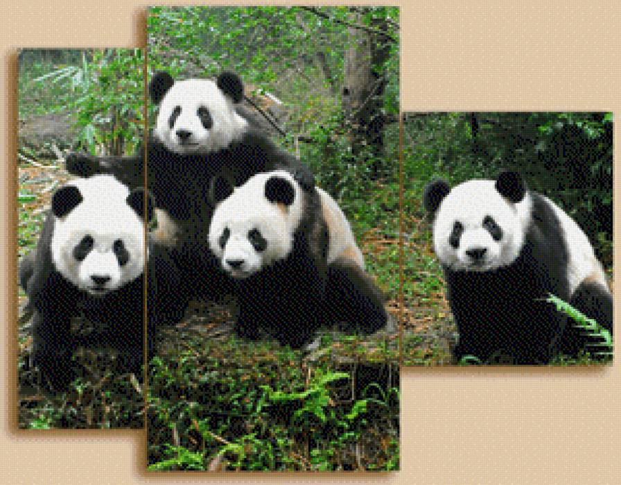 №563076 - панда, триптих, медведи - предпросмотр