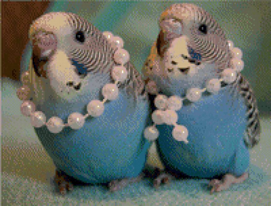 милая пара - птицы, попугаи - предпросмотр