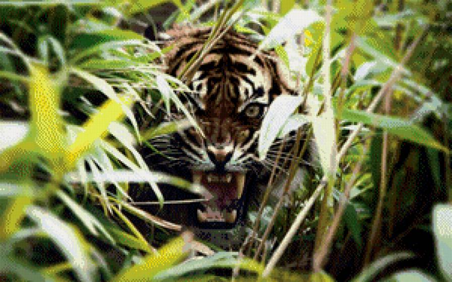 Тигр в засаде - тигр, листва, животные - предпросмотр