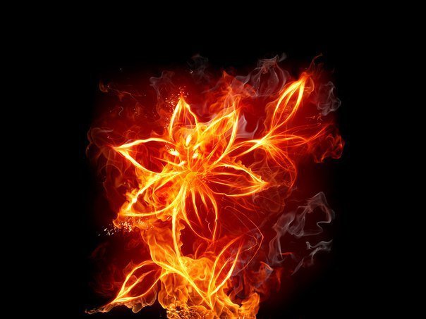 Огненный цветок - цветок - оригинал