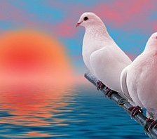 Схема вышивки «Пара белых голубей»