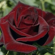 Оригинал схемы вышивки «черная роза» (№564063)