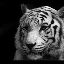 Оригинал схемы вышивки «Белый тигр» (№565243)