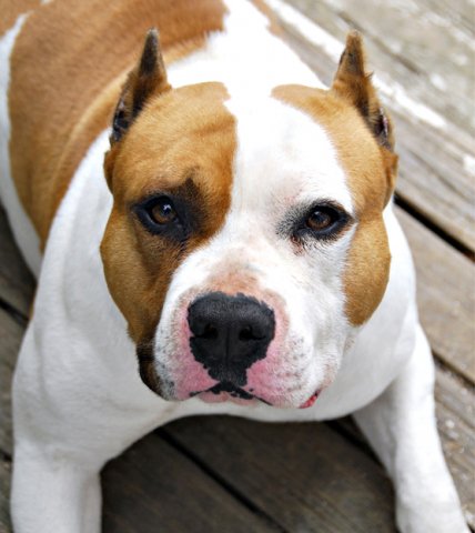 Американский стаффордширский терьер Еще тут: http://dogbook.ru/d - стаф, стафф, пес, терьер, собака, красивая - оригинал