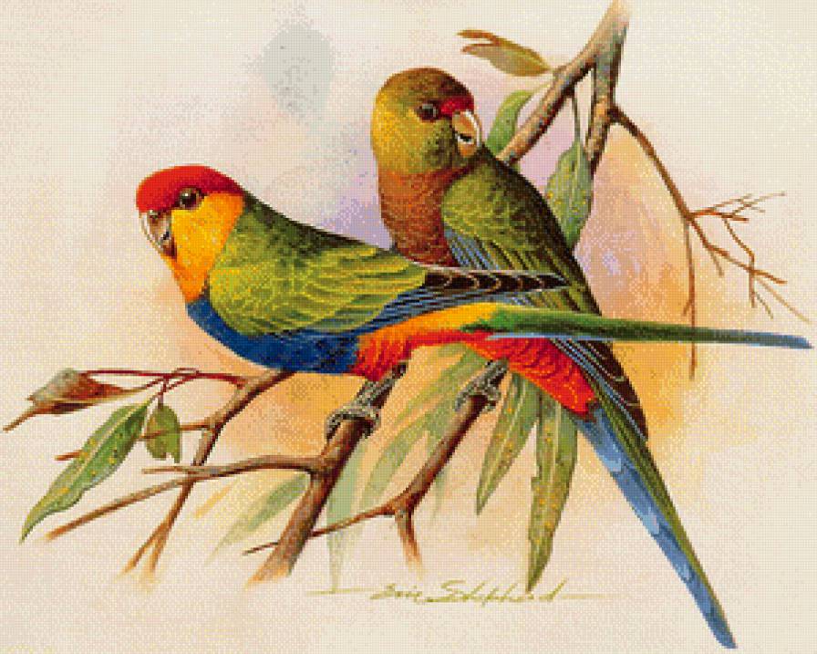 Красношапочный попугай - ветка, птицы, попугай - предпросмотр