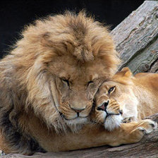 Схема вышивки «лев и львица»