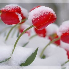 Оригинал схемы вышивки «тюльпаны под снегом» (№566097)