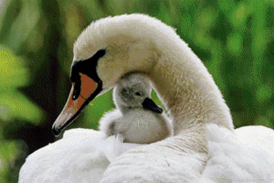 мать и дитя - птицы, природа, мать и дитя, лебеди - предпросмотр