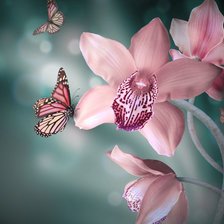 орхидеи и бабочки
