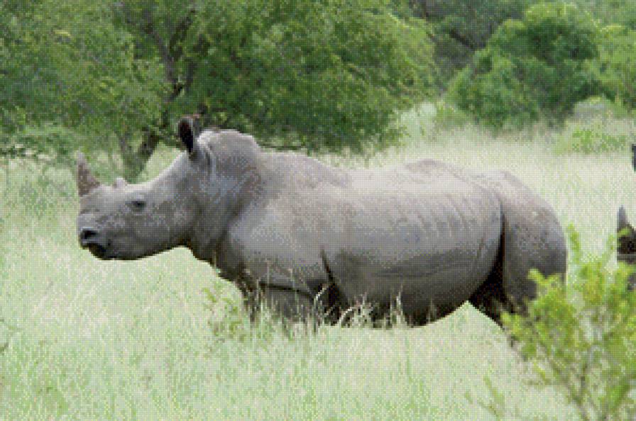 носорог - животные - предпросмотр