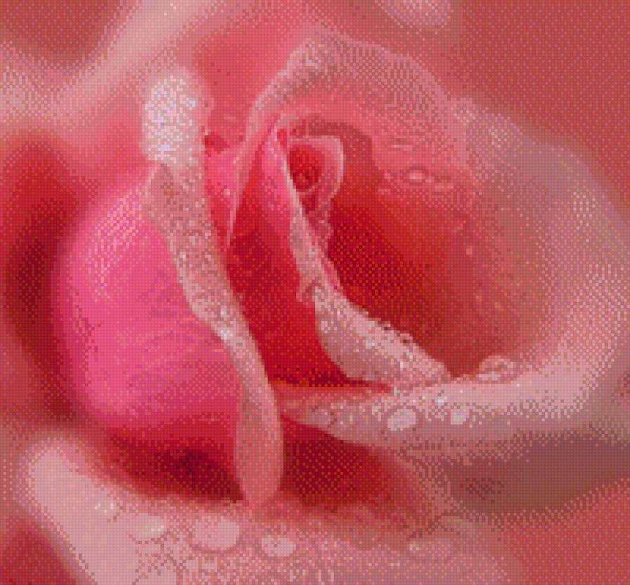 roza-krolowa kwiatow -3 - kwiaty, roza, przyroda - предпросмотр