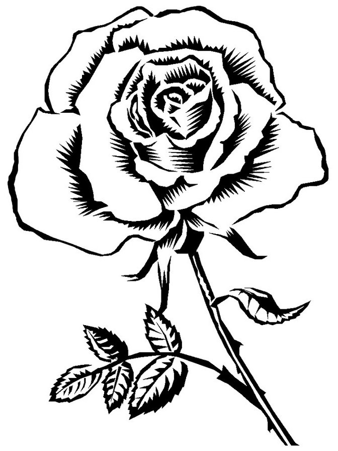 Роза - роза, цветы, монохром, контурная - оригинал