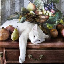 белый кот с фруктами