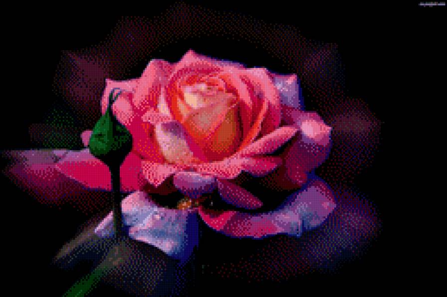 роза - цветок роза - предпросмотр