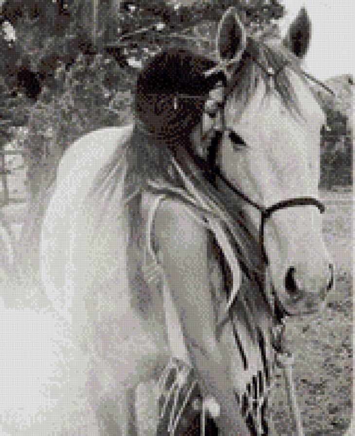 Девушка и лошадь - девушка, лошадь - предпросмотр