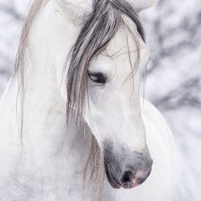Оригинал схемы вышивки «белая лошадь» (№568425)