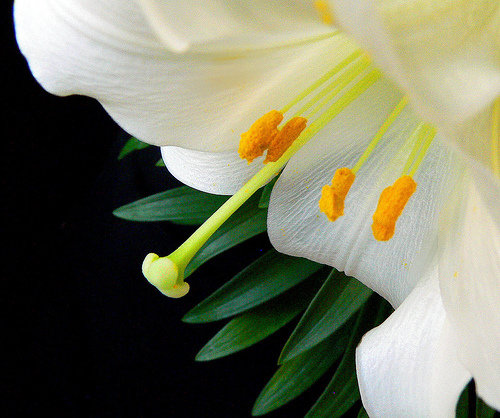 Белая лилия - цветок, лилия - оригинал