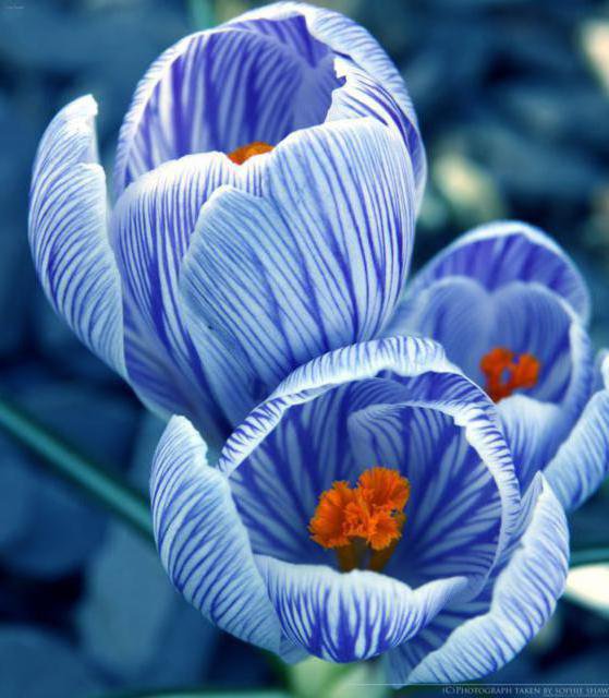 голубые цветы - цветы - оригинал