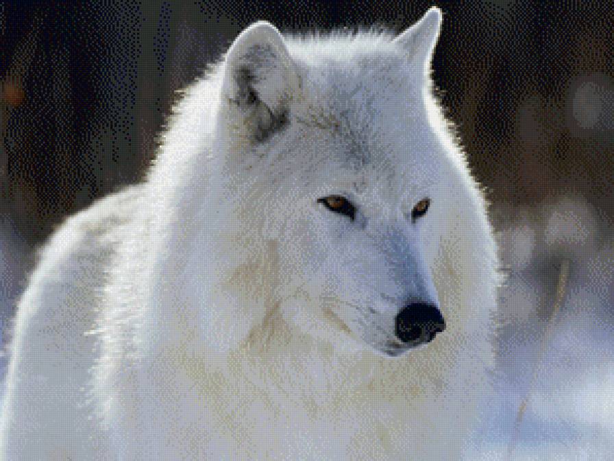 белый волк. - хищник, природа, волк, дикие животные, зима, снег - предпросмотр