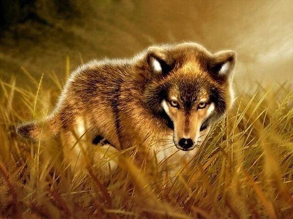 волк на осеннем лугу - скала, туман, хищники, волк, дикие животные, осень - оригинал