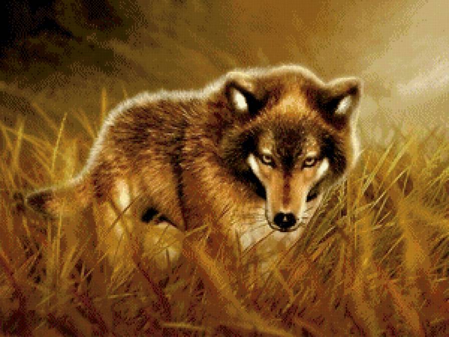 волк на осеннем лугу - дикие животные, волк, скала, осень, туман, хищники - предпросмотр