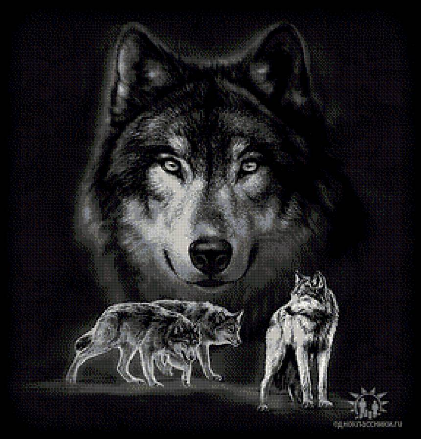 волки монохром - чорнобелое, стая, волк, монохром, волки - предпросмотр