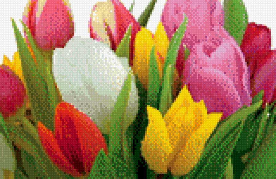 ТЮЛЬПАНЫ - цветы, тюльпаны - предпросмотр