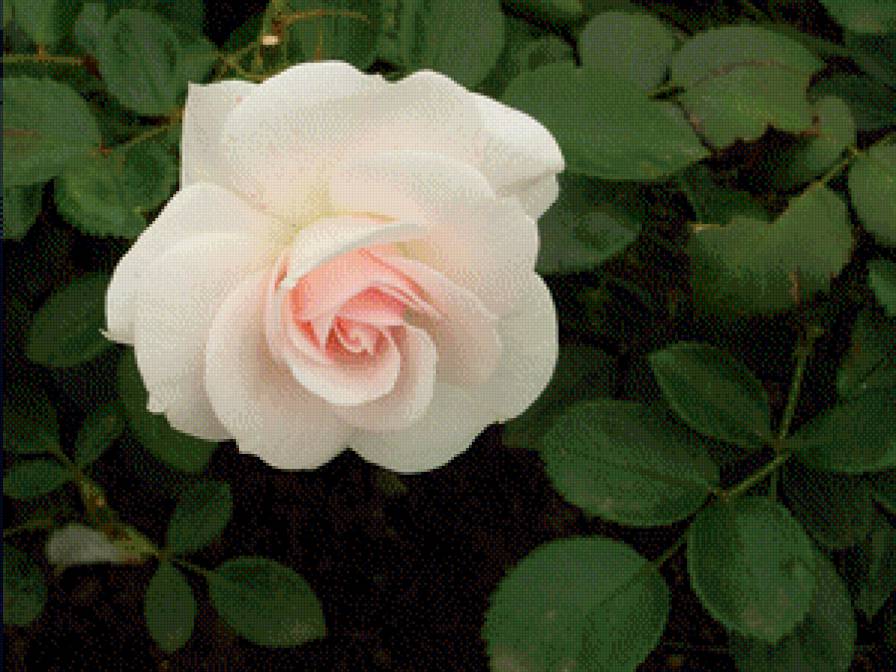Роза 1 - розы, цветы - предпросмотр